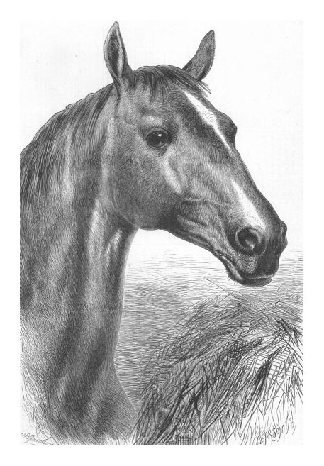 Engraving of Cardigan's horse Ronald
